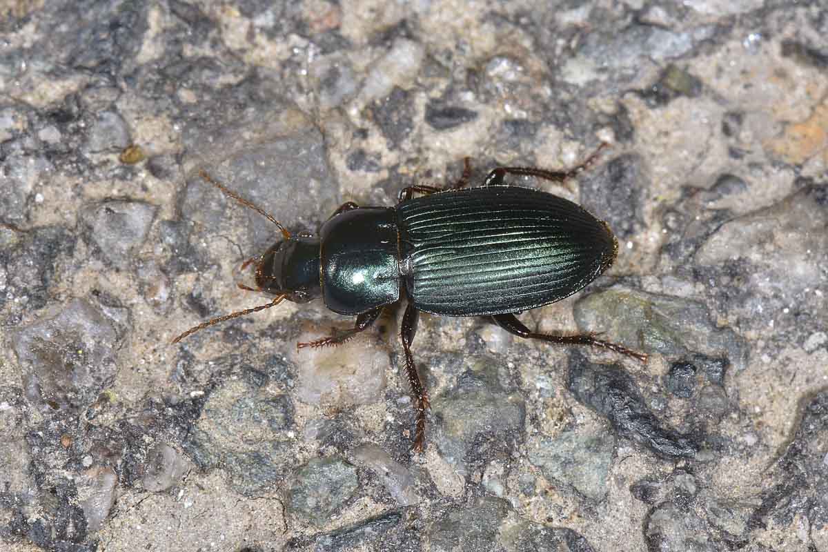 Harpalus?